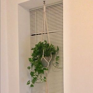 CB2 VASE (Plant NOT included)